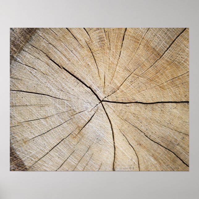 Cross section of tree trunk poster (Front)