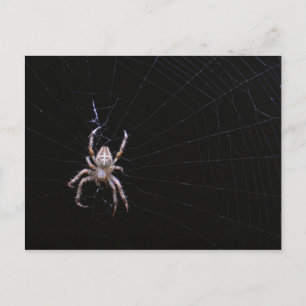 Cross spider ~ postcard