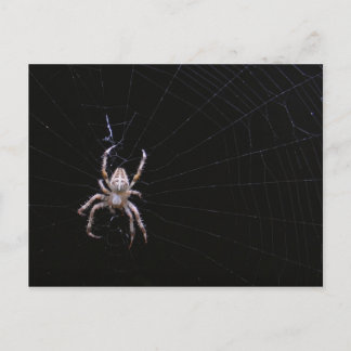 Cross spider ~ postcard