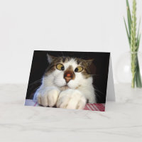 Crossed Eyed Cat And Ladybird Birthday