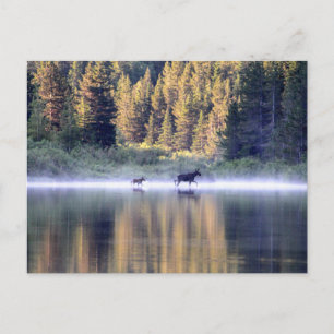 Crossing the fog postcard