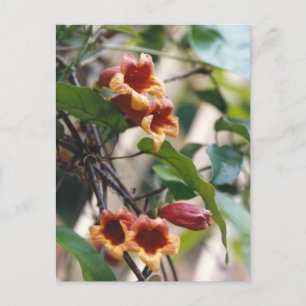 Crossvine Postcard