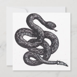 Crotalus Cascavella Snake (Venemous Pit Viper)