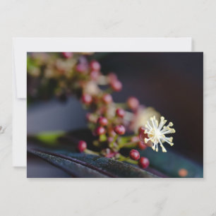 Croton's flower