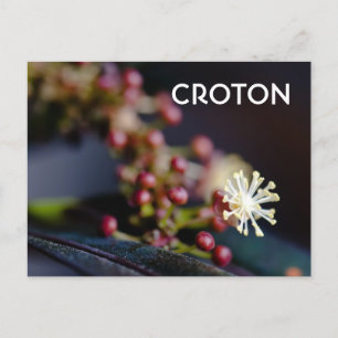 Croton's flower postcard