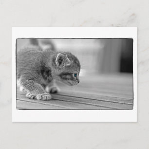 Crouching Kitten Postcard