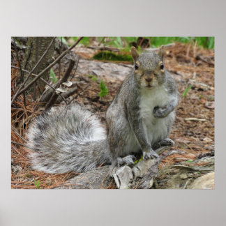 Crouching Squirrel Poster