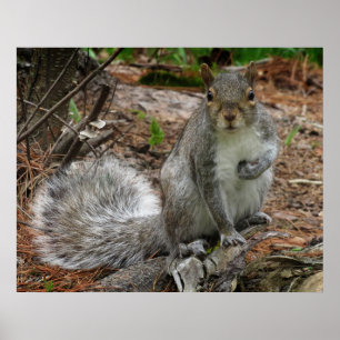 Crouching Squirrel Poster