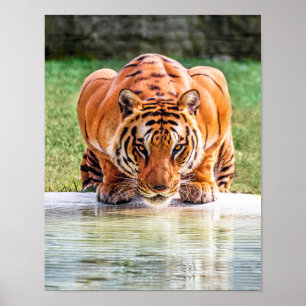 Crouching Tiger Ready to Pounce Poster
