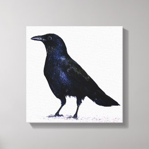 Crow Canvas Print