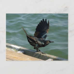 Crow Customisable Postcard