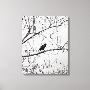Crow in a Birch Tree Canvas Print