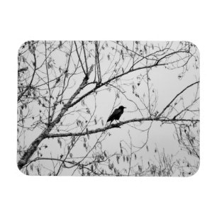 Crow in a Birch Tree Magnet