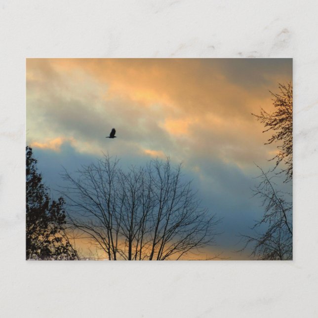 Crow on a pastel sky postcard (Front)