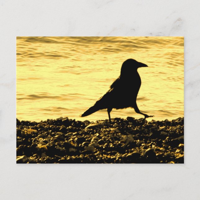 Crow on the Beach Postcard (Front)