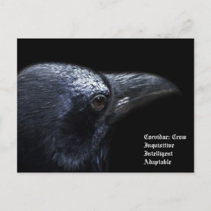 Crow Postcard