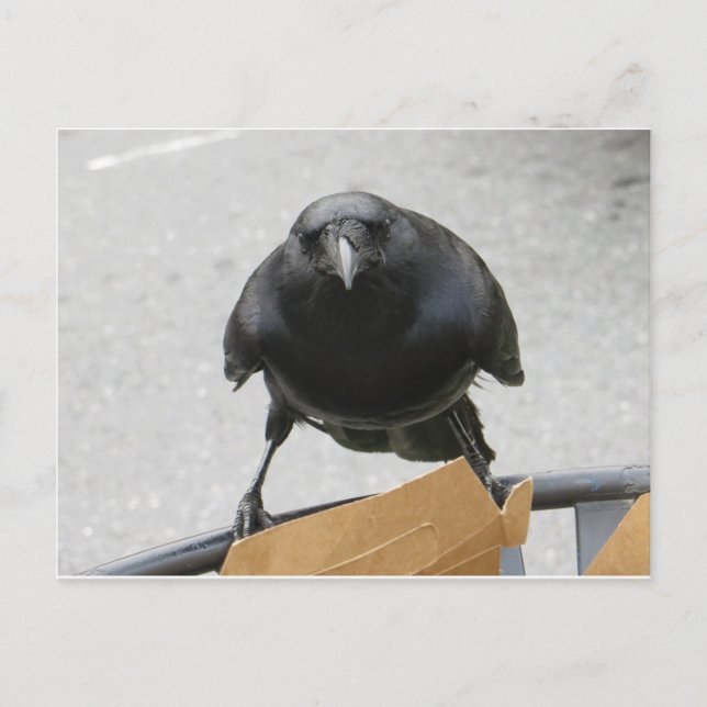 Crow Postcard (Front)