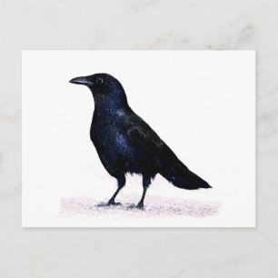 Crow Postcard