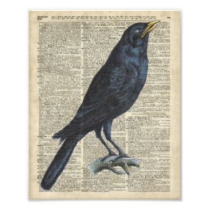 Crow Vintage Illustration At Old Encyclopaedia Photo Print