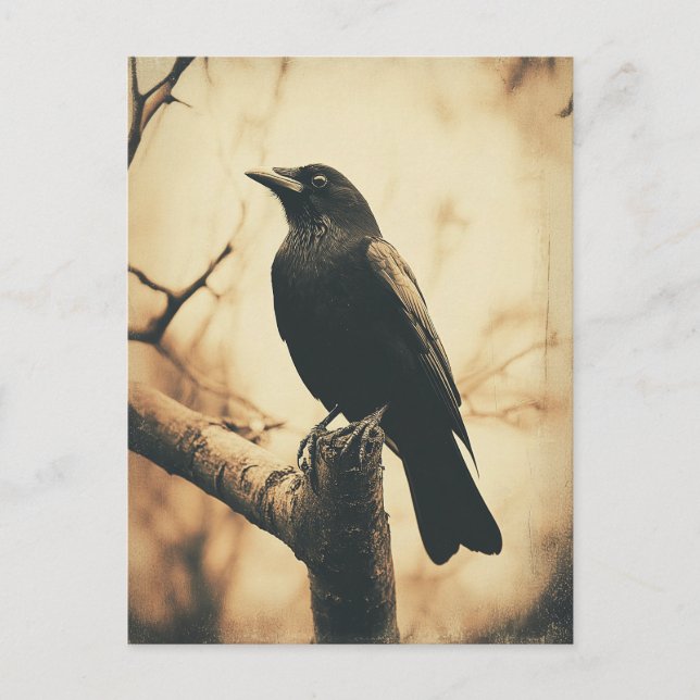 Crow Vintage Style Postcard (Front)