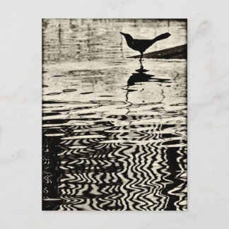 Crow with Reflection on Water – Postcard