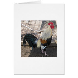 Crowing Grey Gamecock