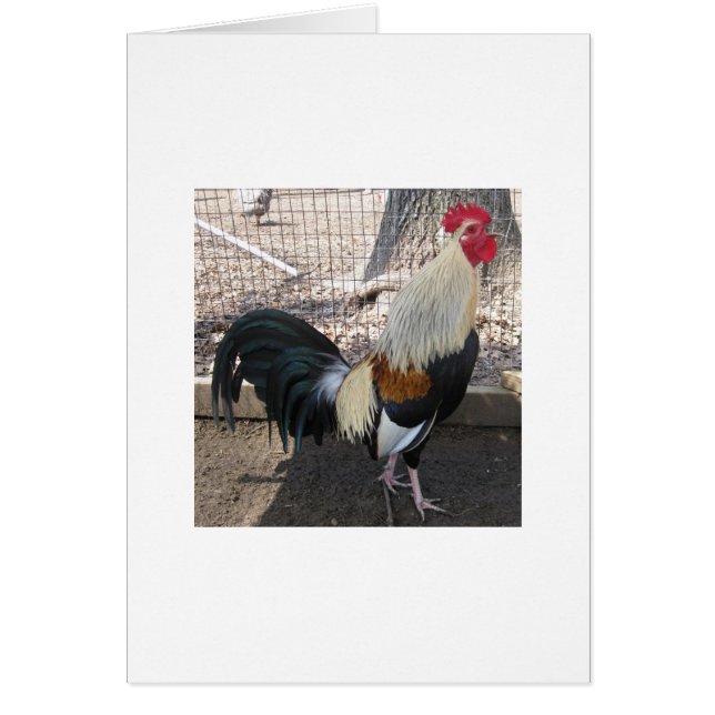 Crowing Grey Gamecock (Front)