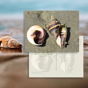 Crown Conch Seashells in Nature Postcard