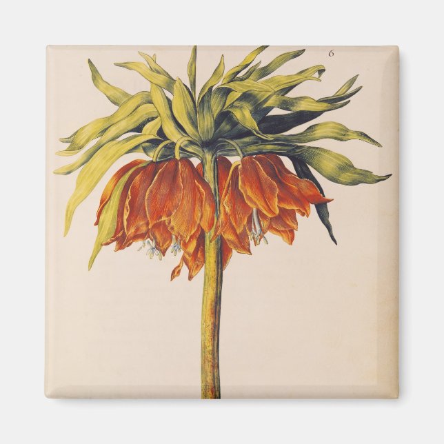 Crown Fritillary, from 'La Guirlande de Julie' Magnet (Front)