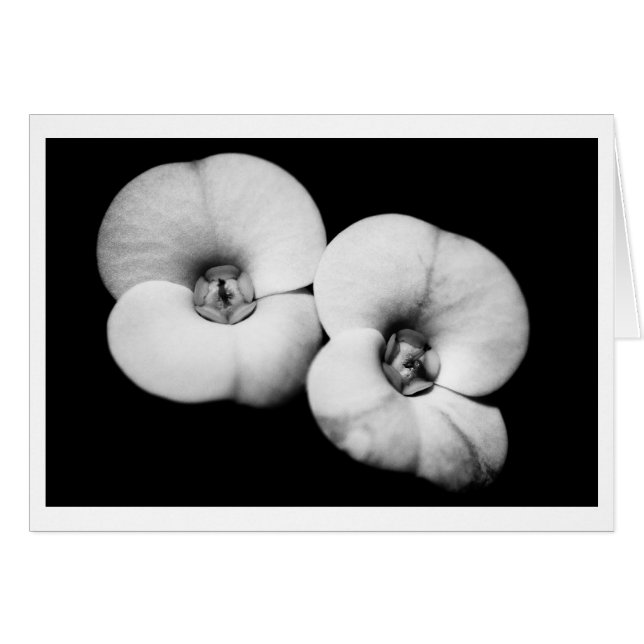 crown of thorns (Front Horizontal)