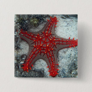Crown Of Thorns Starfish On The Coral Reef 15 Cm Square Badge