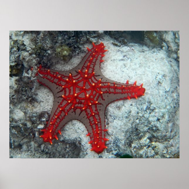Crown Of Thorns Starfish On The Coral Reef Poster (Front)