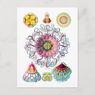 Crown or Helmet Jellyfish Postcard