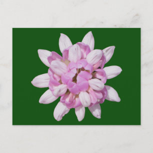 Crown Vetch #1 Postcard