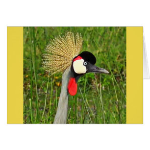 Crowned Crane