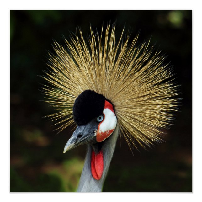 Crowned Crane Bird Perfect Poster (Front)