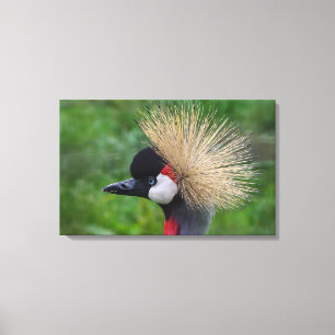 Crowned Crane Canvas Print