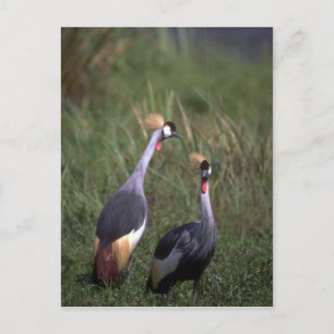 Crowned Cranes Postcard