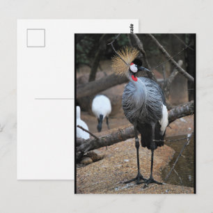 Crowned in Gold Postcard