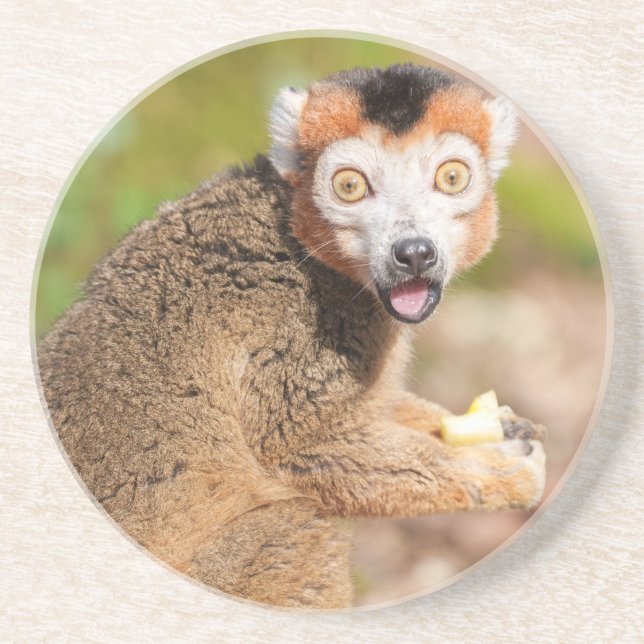 Crowned Lemur's Surprise: A Candid Expression Coaster (Front)