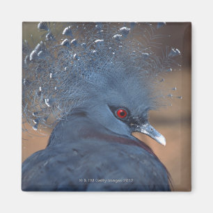 crowned pigeon magnet