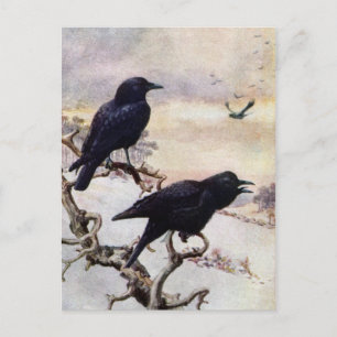 Crows in Winter Vintage Illustration Postcard