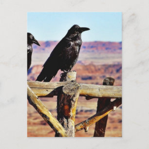 Crows Ravens Birds Black Postcard