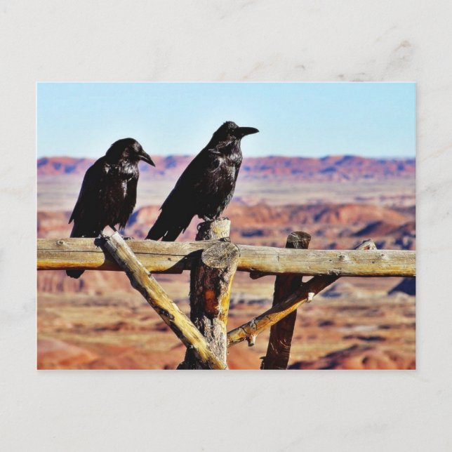 Crows Ravens Birds Black Postcard (Front)