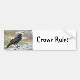 Crows Rule Bumper Sticker