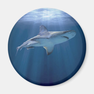 Cruising Shark Magnet
