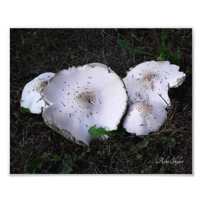 Crumpled Saucers Photo Print (Front)