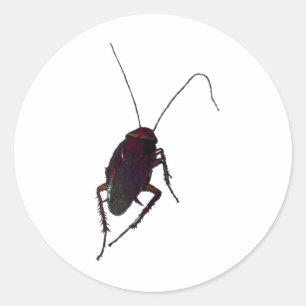 Crunchy Cockroach Classic Round Sticker