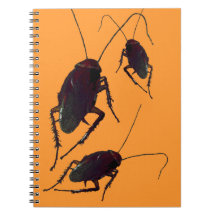 Crunchy Cockroach