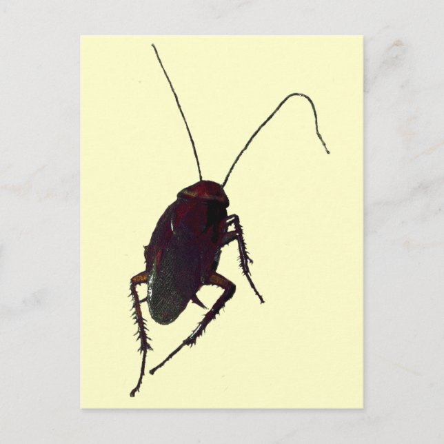 Crunchy Cockroach Postcard (Front)